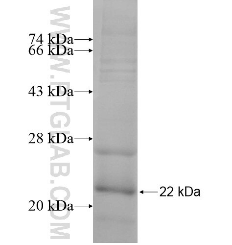 RPL32 fusion protein Ag10479 SDS-PAGE