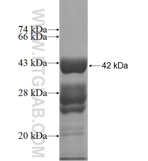 RPL32 fusion protein Ag9960 SDS-PAGE