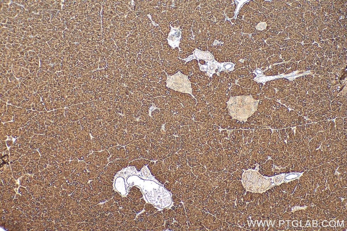 IHC staining of mouse pancreas using 15179-1-AP