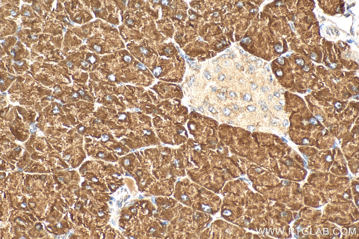 IHC staining of mouse pancreas using 15179-1-AP