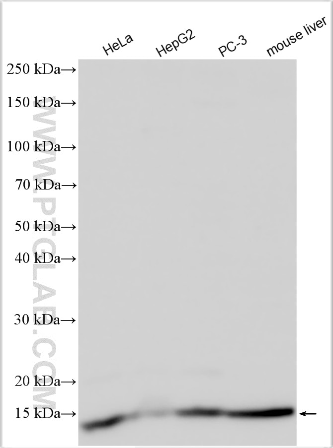 Western Blot (WB) analysis of various lysates using RPL34 Polyclonal antibody (15179-1-AP)