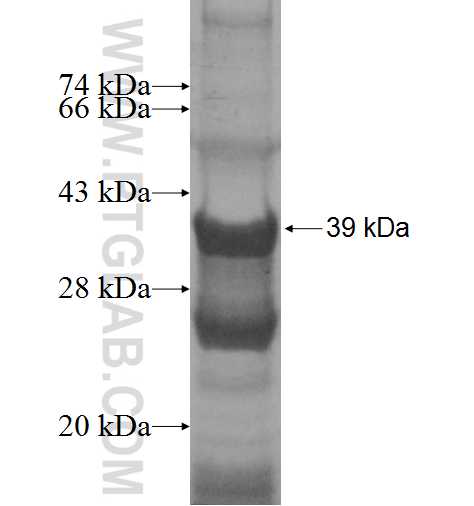 RPL34 fusion protein Ag7100 SDS-PAGE