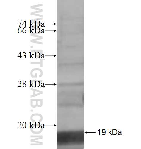 RPL34 fusion protein Ag7236 SDS-PAGE