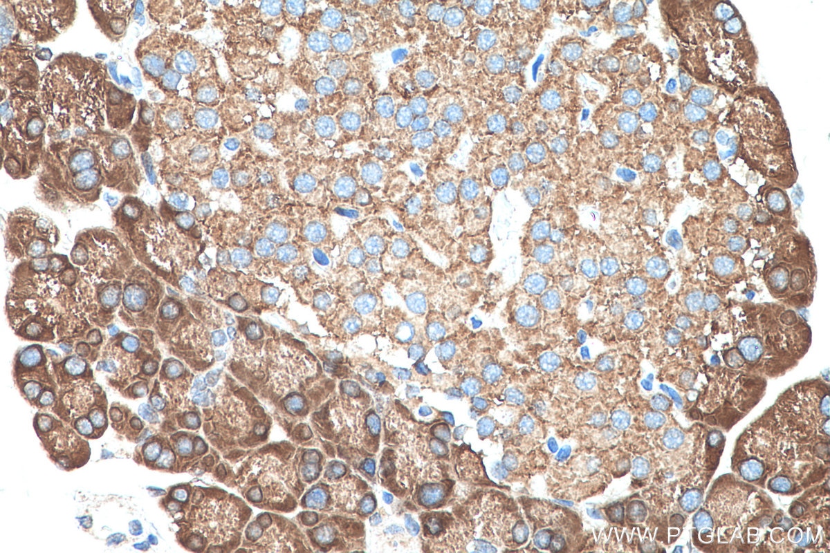 Immunohistochemistry (IHC) staining of rat pancreas tissue using RPL35 Polyclonal antibody (14826-1-AP)