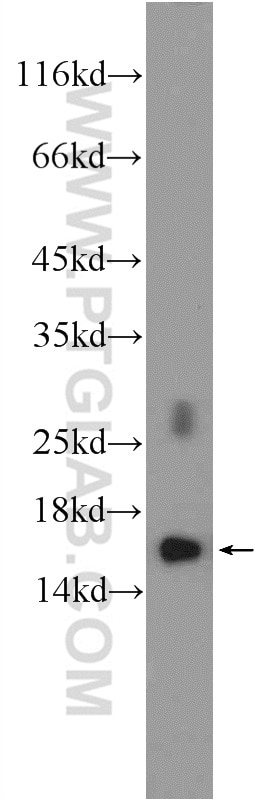 Western Blot (WB) analysis of mouse heart tissue using RPL35 Polyclonal antibody (14826-1-AP)