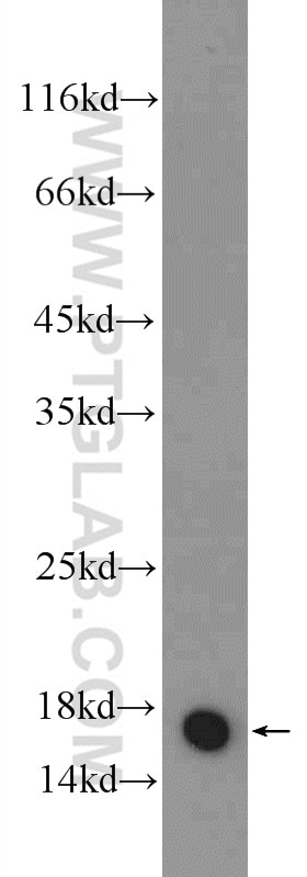 Western Blot (WB) analysis of mouse skeletal muscle tissue using RPL35 Polyclonal antibody (14826-1-AP)