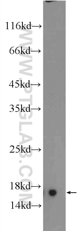 Western Blot (WB) analysis of mouse skeletal muscle tissue using RPL35 Polyclonal antibody (14826-1-AP)