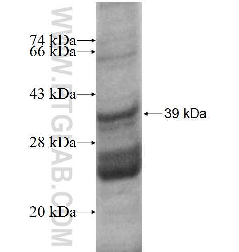 RPL35A fusion protein Ag5890 SDS-PAGE