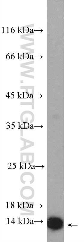 Western Blot (WB) analysis of PC-12 cells using RPL36 Polyclonal antibody (15145-1-AP)