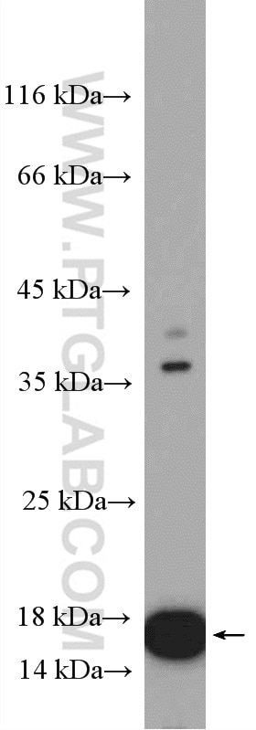 Western Blot (WB) analysis of BxPC-3 cells using RPL36 Polyclonal antibody (15145-1-AP)