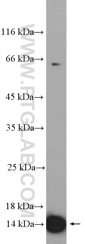 Western Blot (WB) analysis of HepG2 cells using RPL36 Polyclonal antibody (15145-1-AP)