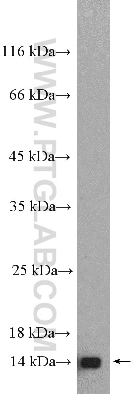 Western Blot (WB) analysis of HepG2 cells using RPL36 Polyclonal antibody (15145-1-AP)