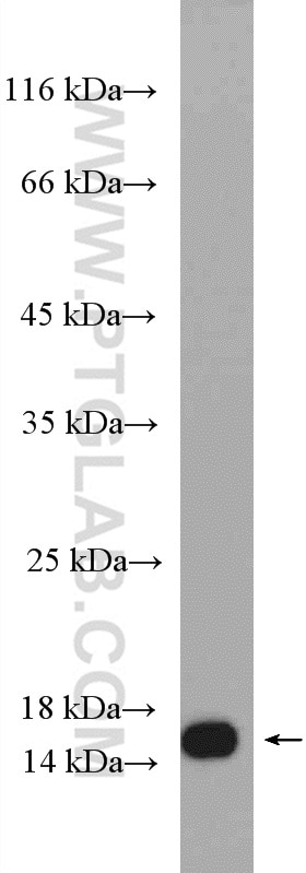 WB analysis of NIH/3T3 using 15145-1-AP