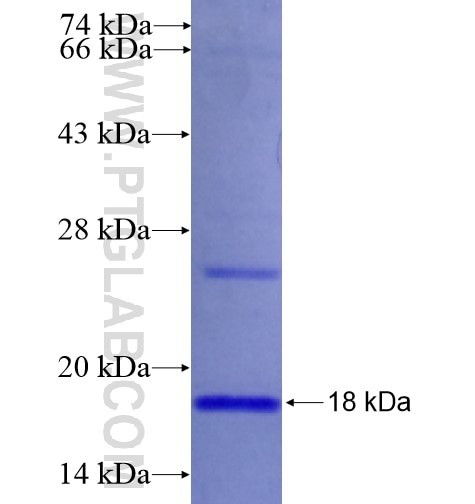 RPL36 fusion protein Ag14628 SDS-PAGE