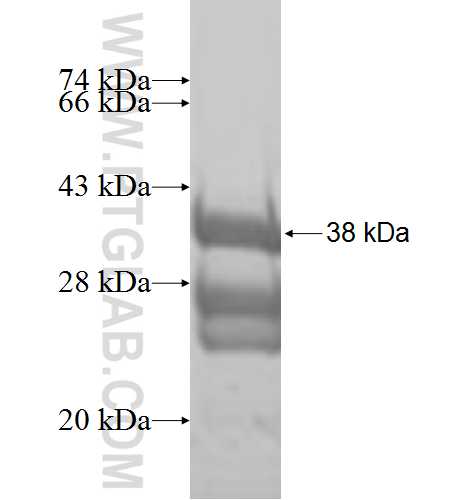 RPL36 fusion protein Ag7437 SDS-PAGE