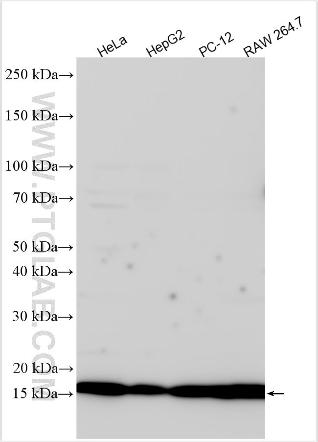 Western Blot (WB) analysis of various lysates using RPL36A Polyclonal antibody (15185-1-AP)