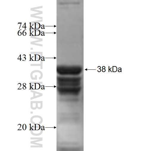 RPL36A fusion protein Ag7210 SDS-PAGE