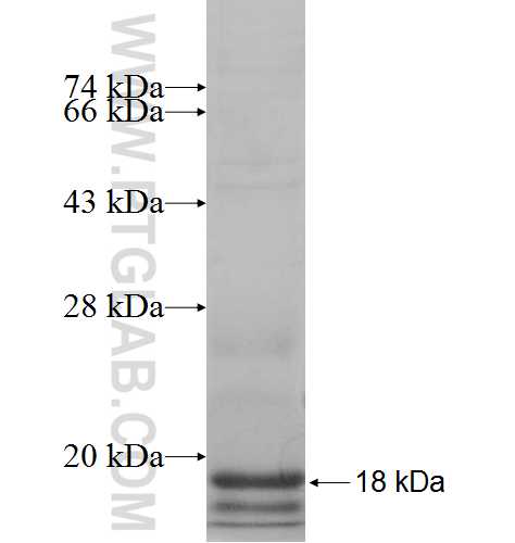 RPL36AL fusion protein Ag8067 SDS-PAGE