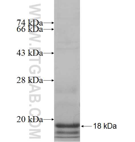 RPL36AL fusion protein Ag8067 SDS-PAGE RPL36AL fusion protein Ag8067 SDS-PAGE