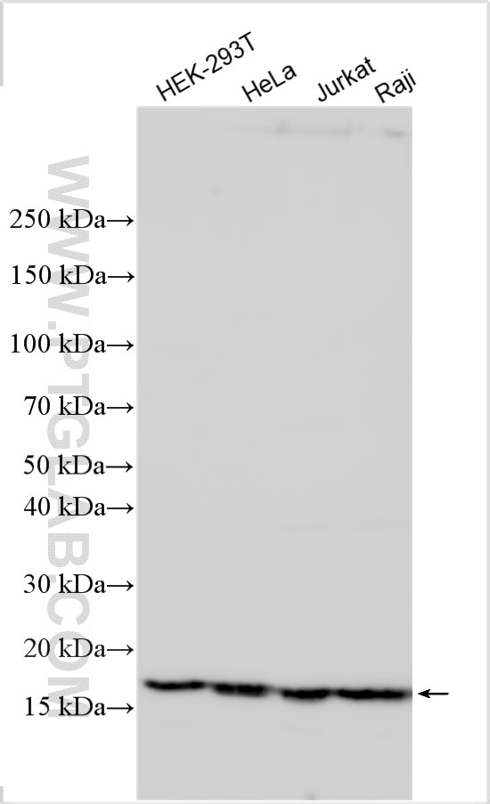 Western Blot (WB) analysis of various lysates using RPL37 Polyclonal antibody (32865-1-AP)