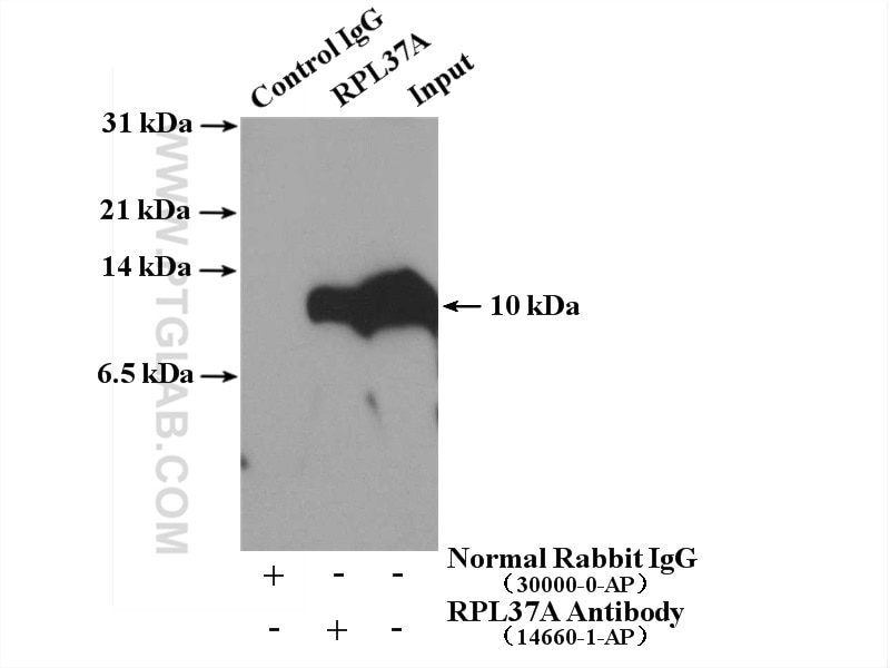 Immunoprecipitation (IP) experiment of MCF-7 cells using RPL37A Polyclonal antibody (14660-1-AP)