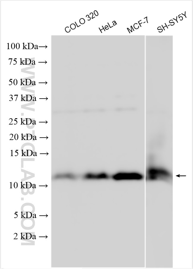 Western Blot (WB) analysis of various lysates using RPL37A Polyclonal antibody (14660-1-AP)