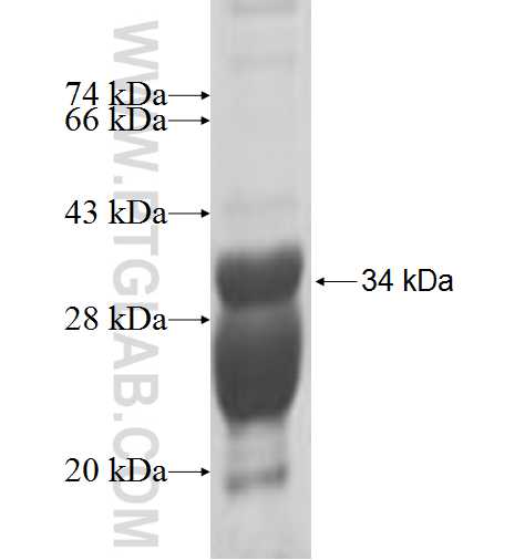 RPL37A fusion protein Ag6330 SDS-PAGE