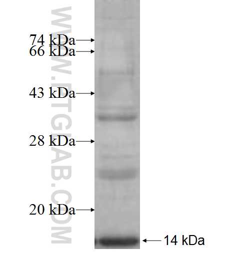 RPL37A fusion protein Ag6471 SDS-PAGE