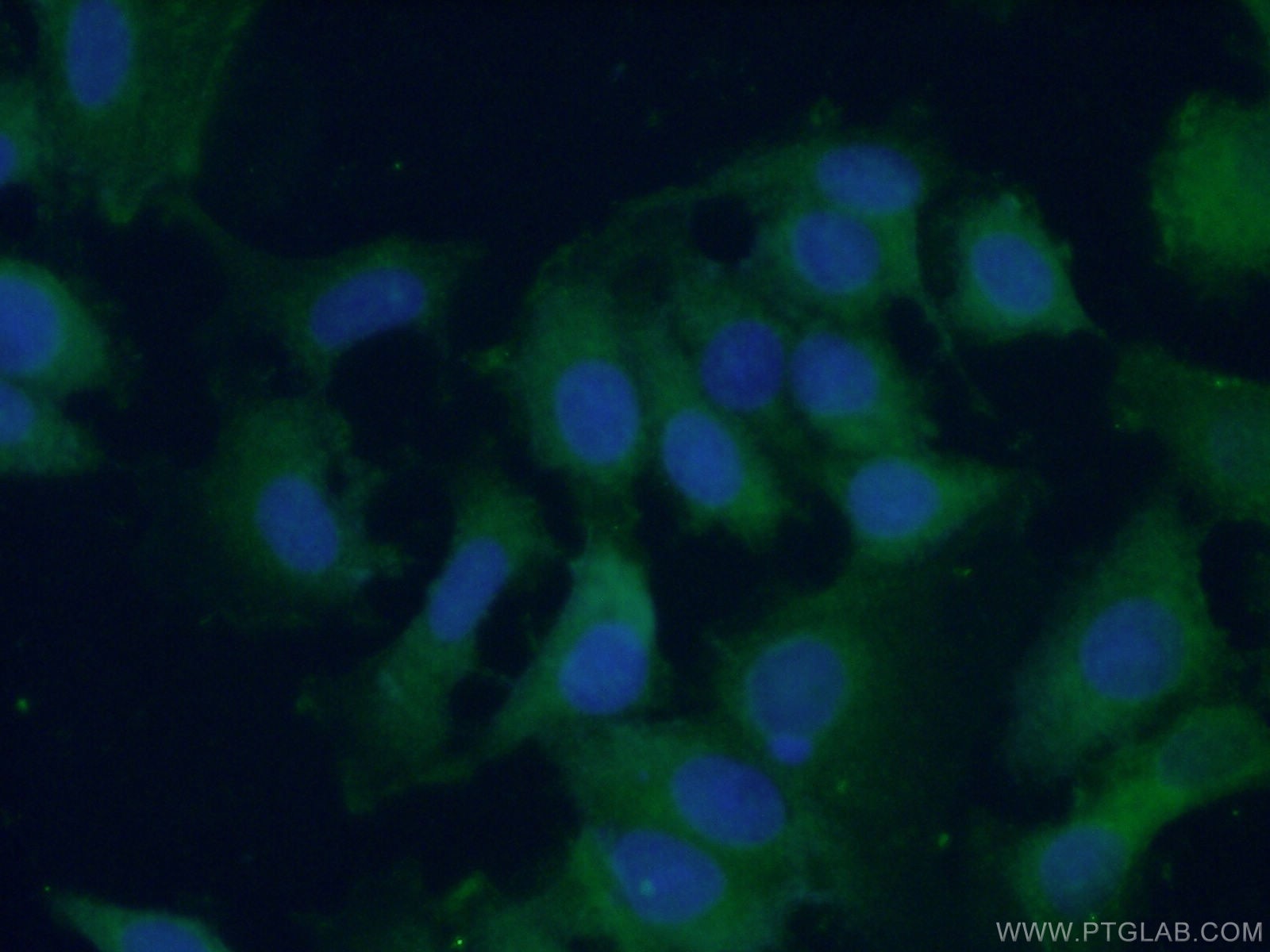 Immunofluorescence (IF) / fluorescent staining of MCF-7 cells using RPL38 Polyclonal antibody (15055-1-AP)