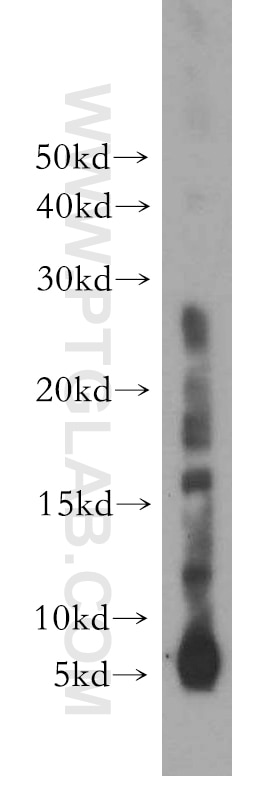 Western Blot (WB) analysis of MCF-7 cells using RPL38 Polyclonal antibody (15055-1-AP)