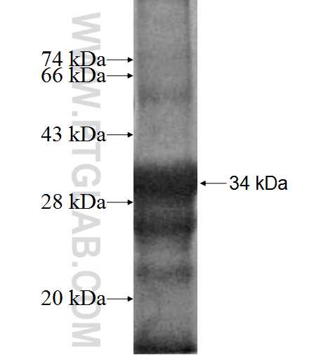 RPL38 fusion protein Ag7038 SDS-PAGE
