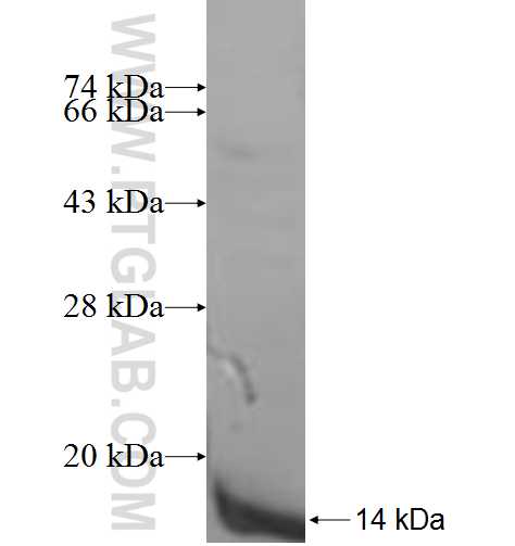 RPL38 fusion protein Ag7091 SDS-PAGE