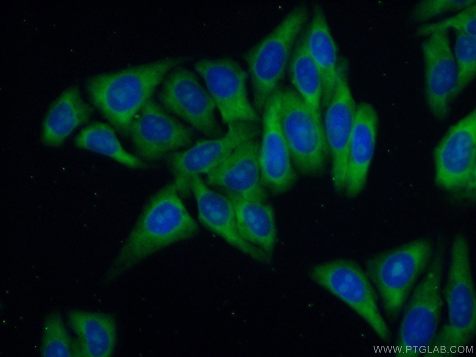 Immunofluorescence (IF) / fluorescent staining of HepG2 cells using RPL39 Polyclonal antibody (14990-1-AP)