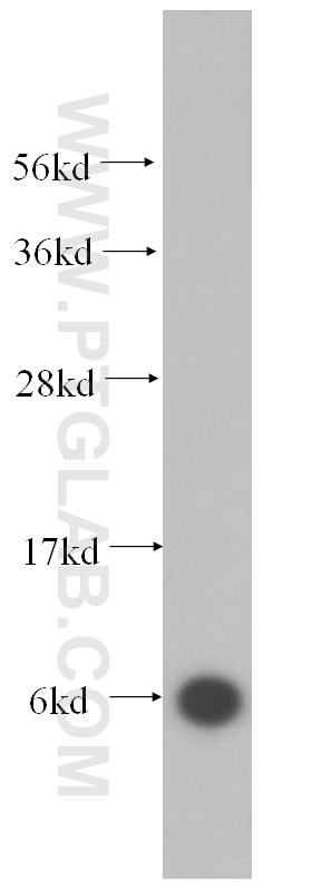 Western Blot (WB) analysis of HepG2 cells using RPL39 Polyclonal antibody (14990-1-AP)