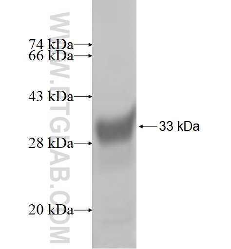 RPL39 fusion protein Ag6975 SDS-PAGE