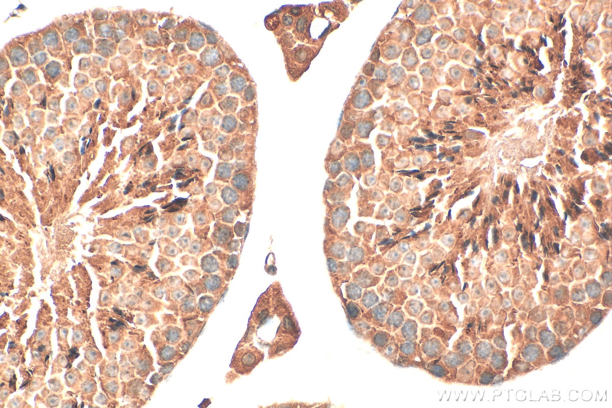 Immunohistochemistry (IHC) staining of mouse testis tissue using RPL39L Polyclonal antibody (24940-1-AP)