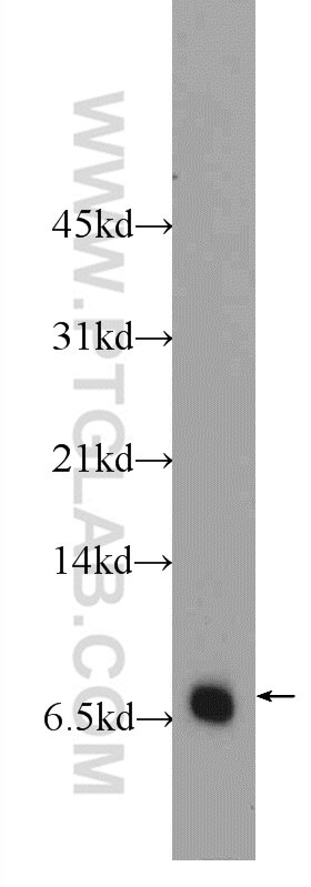 Western Blot (WB) analysis of HL-60 cells using RPL39L Polyclonal antibody (24940-1-AP)