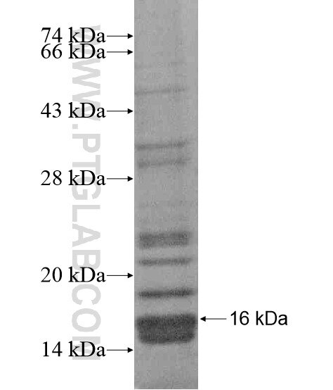 RPL39L fusion protein Ag20923 SDS-PAGE
