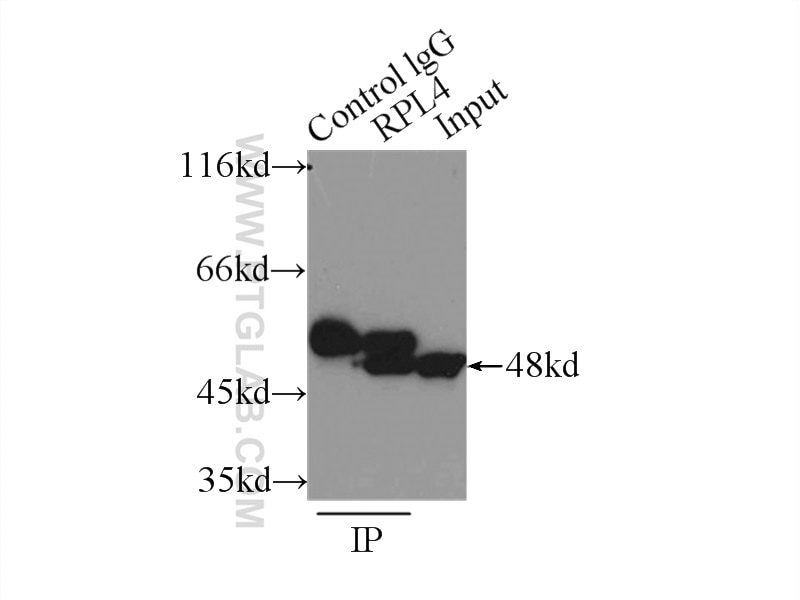 Immunoprecipitation (IP) experiment of K-562 cells using Ribosomal protein L4 Polyclonal antibody (11302-1-AP)