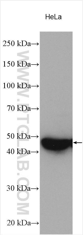 Western Blot (WB) analysis of various lysates using Ribosomal protein L4 Polyclonal antibody (11302-1-AP)