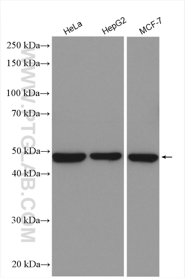 Western Blot (WB) analysis of various lysates using Ribosomal protein L4 Polyclonal antibody (11302-1-AP)