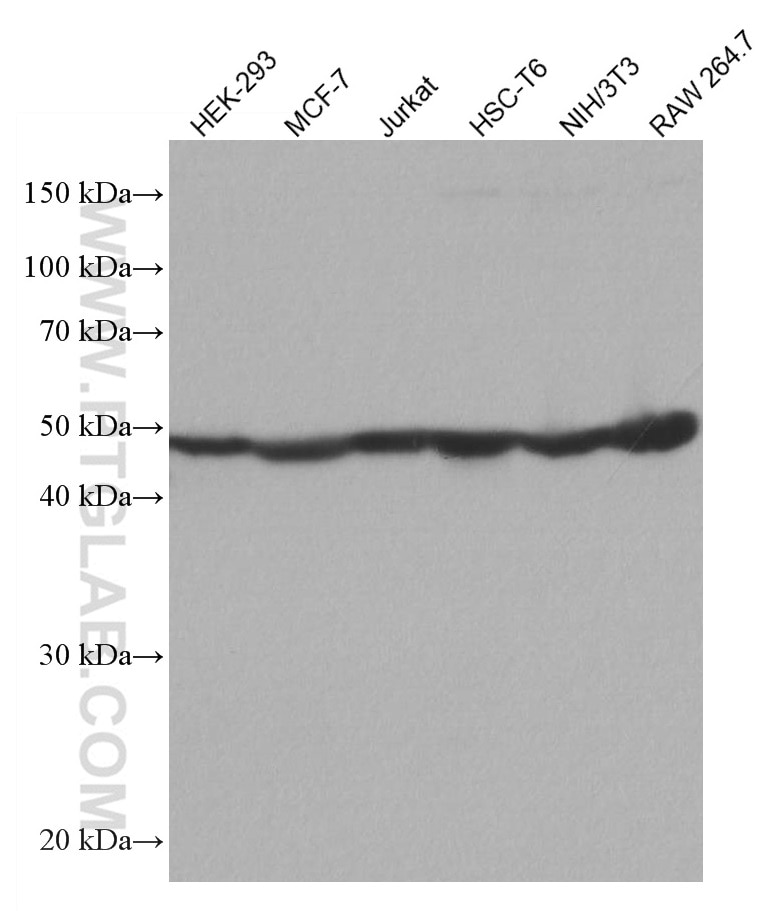 Western Blot (WB) analysis of various lysates using Ribosomal protein L4 Monoclonal antibody (67028-1-Ig)