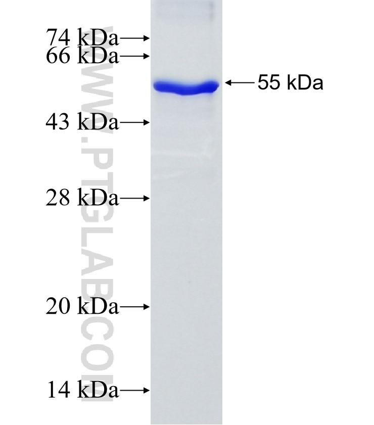 RPL4 fusion protein Ag28728 SDS-PAGE