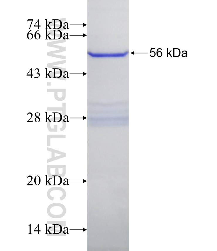 RPL4 fusion protein Ag32272 SDS-PAGE