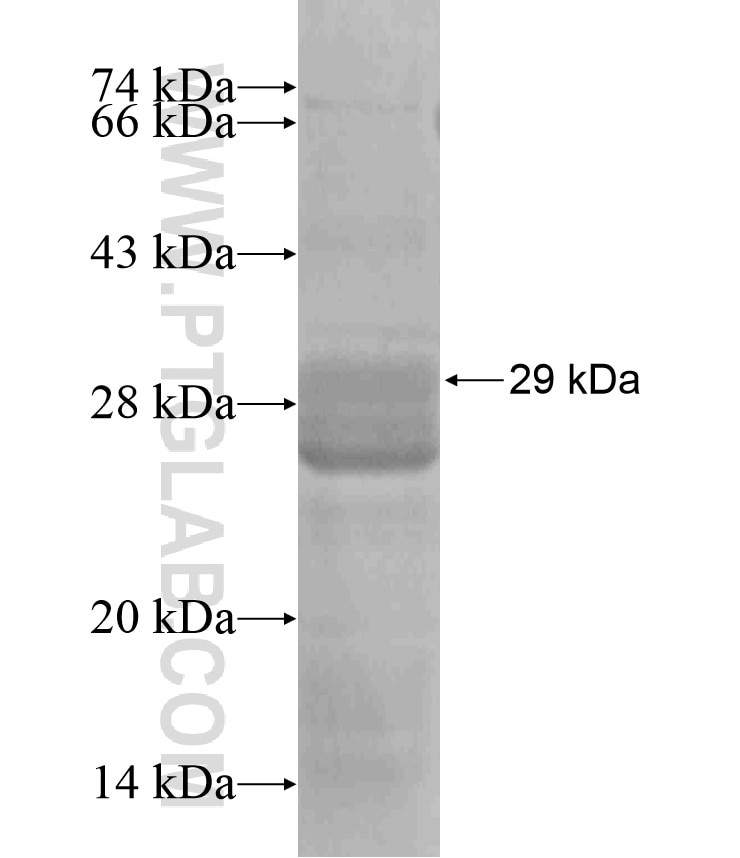 RPL41 fusion protein Ag17927 SDS-PAGE