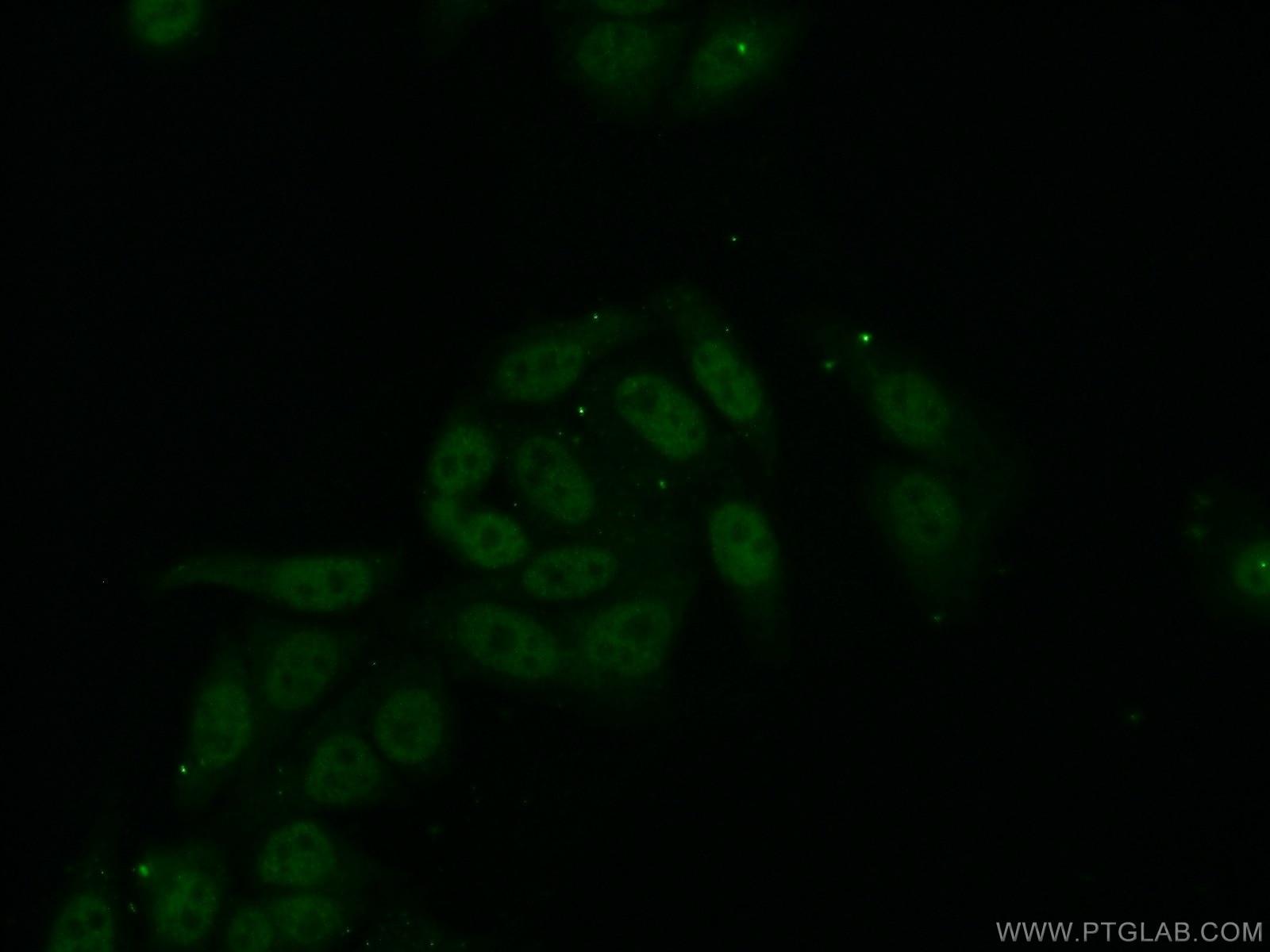 Immunofluorescence (IF) / fluorescent staining of HepG2 cells using RPL6 Polyclonal antibody (15387-1-AP)
