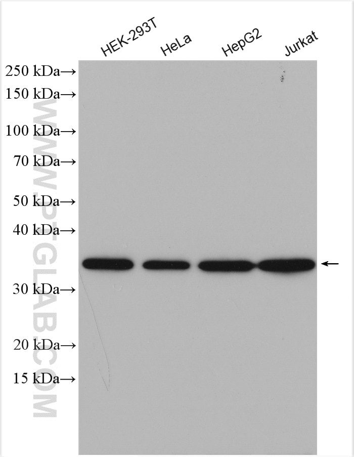 Western Blot (WB) analysis of various lysates using RPL6 Polyclonal antibody (15387-1-AP)