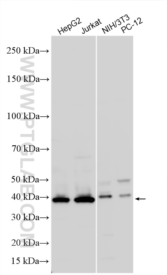 Western Blot (WB) analysis of various lysates using RPL6 Polyclonal antibody (15387-1-AP)