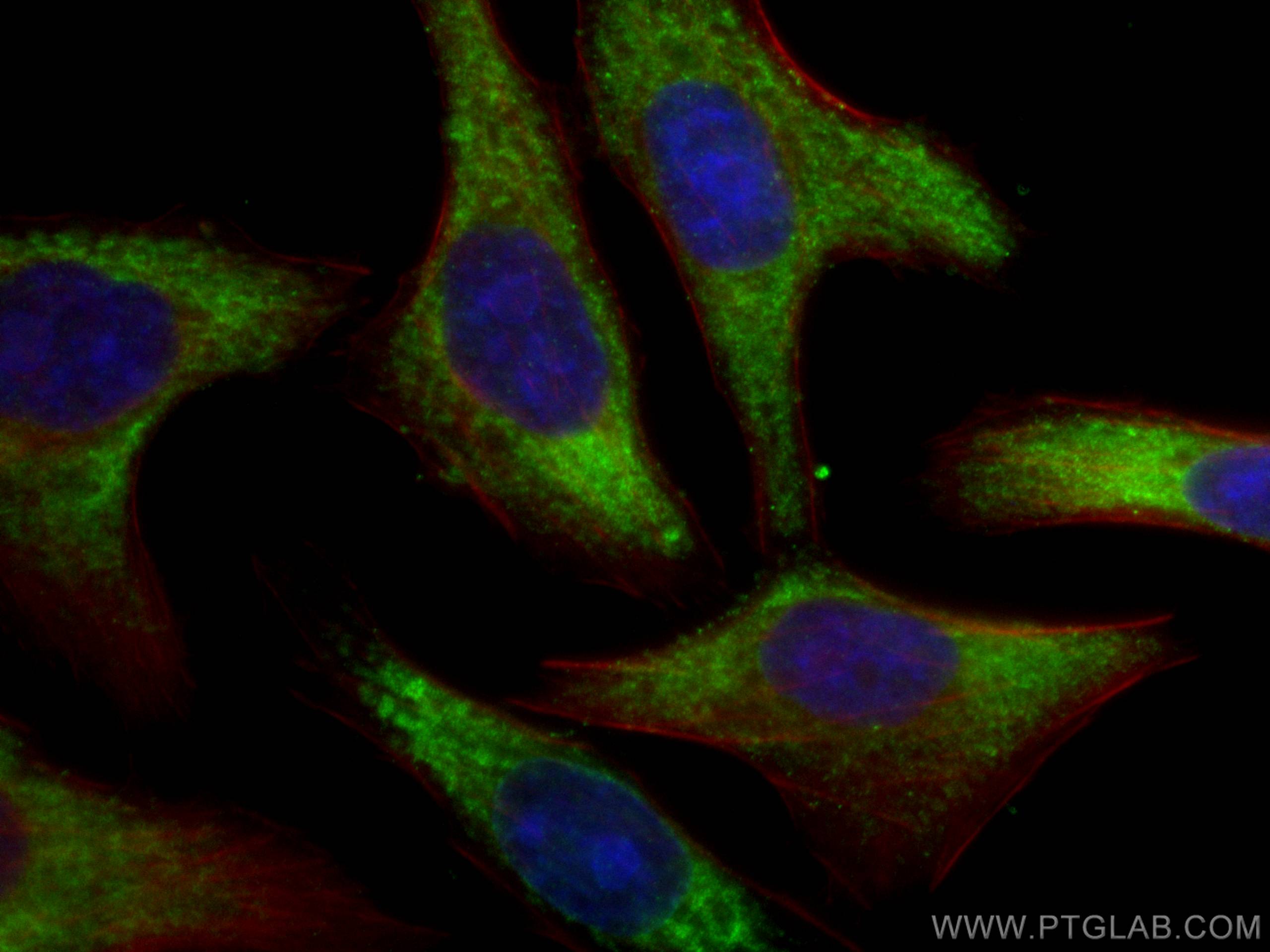 Immunofluorescence (IF) / fluorescent staining of L02 cells using RPL6 Monoclonal antibody (67729-1-Ig)
