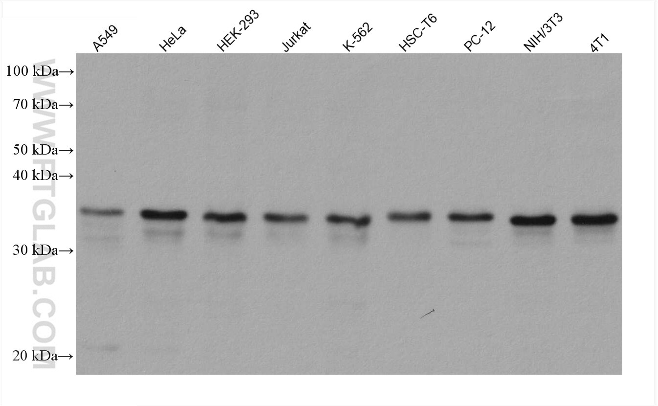 Western Blot (WB) analysis of various lysates using RPL6 Monoclonal antibody (67729-1-Ig)